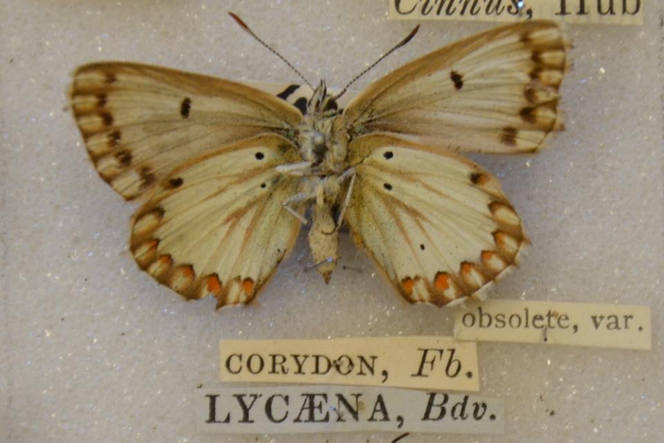Lysandra coridon female (aberration. j.g. ross 1880) Internet Image property of respective owner, non-commercial use only
